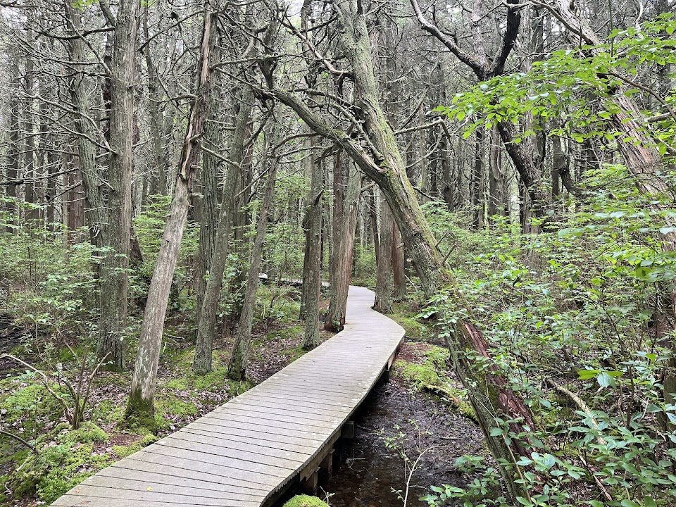 White Cedar Swamp Trail