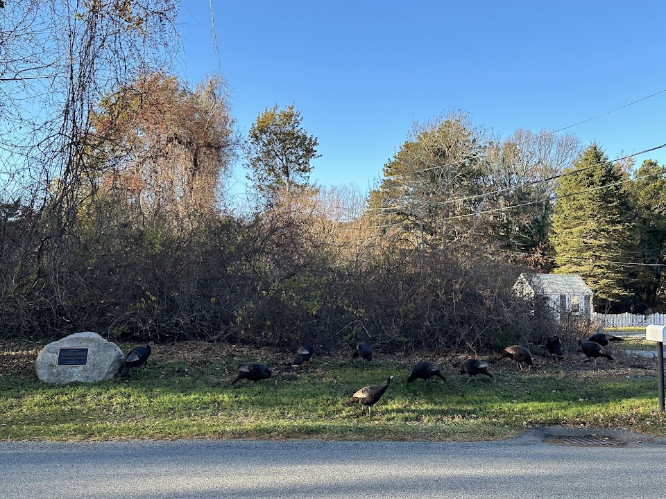 Hall St. Conservation Land
