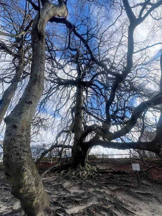 Historical Society of Old Yarmouth Nature Trails